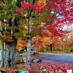 学什么专业来加拿大容易谋生？