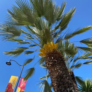 美国进入紧急状态，加拿大总理不再嘴硬