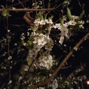 马斯洛的“心理需求”理论与家长的成长与教育