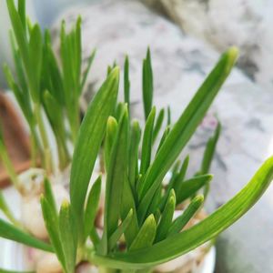 想移民，家里老人反对，该怎么办？移民后，父母怎么办？