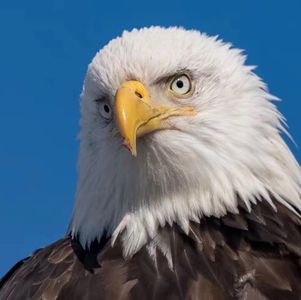 人生修养的最高境界：随心所欲不逾矩