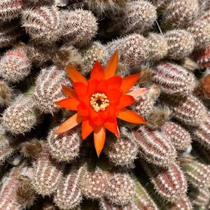 是什么帮助我揭开了蒙着的那层“鼓”