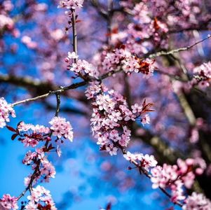 加拿大闭关锁国禁足当日，朋友圈刷屏的主题你想不到