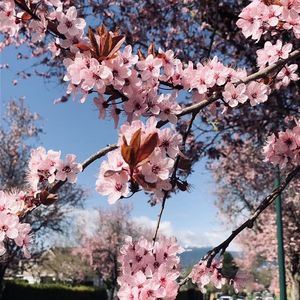 中华文化经典应该在海外中文教学中推广吗？