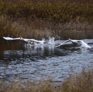 我家附近常见的野生动物