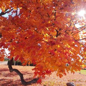 幸福和成功在于积极的心态和与人为善