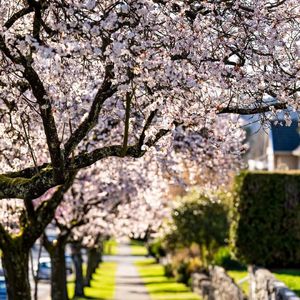 后疫情时代，还适合移民加拿大吗？