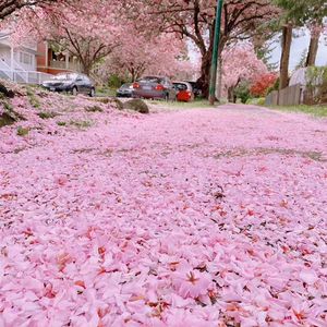 冲破年龄限制观念，生如夏花之绚烂