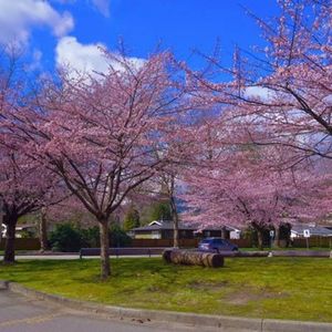 新移民登陆、搬家、买房，我有这些信息和您分享