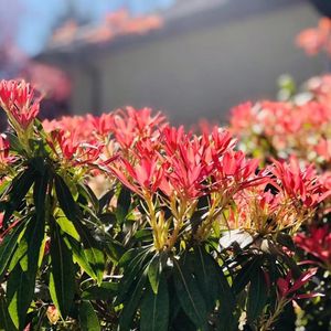 不办移民，能来加拿大生活吗？