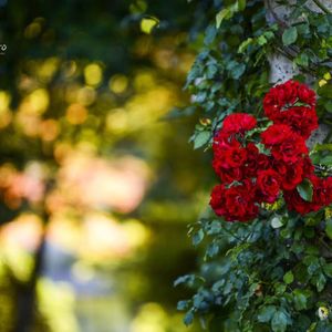 漫漶的诗意：典故——读懂古诗词的“拦路虎”，以辛词为例