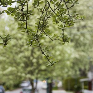 新年愿望：像大树一样，生生不息，长成自己想要的模样