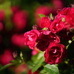 加拿大青年有没有内卷？