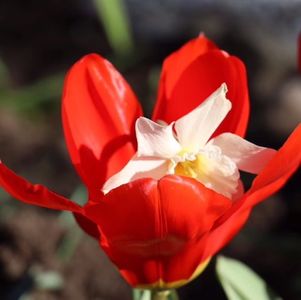 你不是没有时间，是不重视优先排序