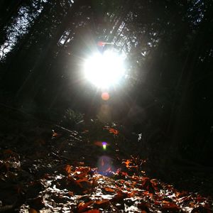 从杜甫到白居易：仗剑天涯与竹酒花园