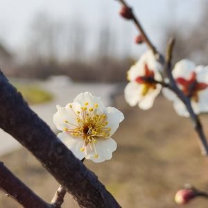 《春的林野》 NJ易安