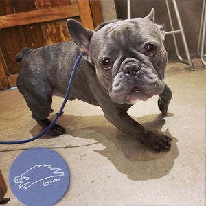 黑狗梦游，汗水滴穿Mixtape的枕头