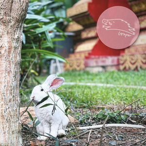 草间弥生和Vivienne Westwood梦游仙境