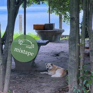 老夏天给小狗盖上一条Mixtape说晚安