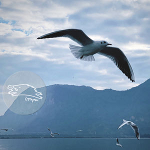 望天，坂本龙一和高桥幸宏都在满月里