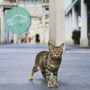 一勺Mixtape在碳水里踢桃