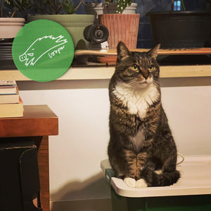 猫咪套着Mixtape从泳池一直游到海边