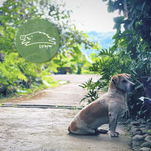 八又1/2女人，一人一首Bob Dylan