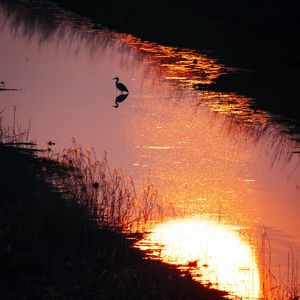 34. 观鸟是什么：一场内向者的外向探索