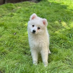 EP123 瑶柱手把手教您养狗！