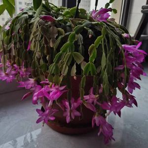 跟已故的姥姥超时空对话：女孩，你本身就是自由的战士 | 国际劳动妇女节