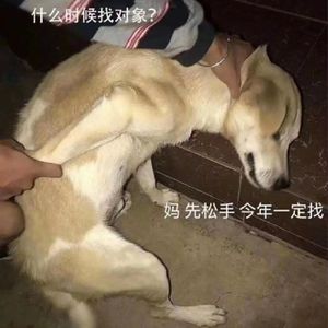 小黄：女性是否能通过相亲找到安全感和对生活的希望？