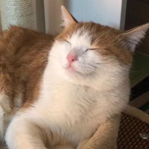 彭彭：男性逃避承诺，因为放不下不切实际的欲望