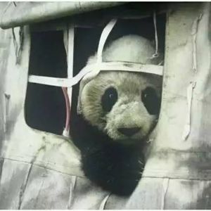 Vol.24《最后的熊猫》一个外国人决定拯救中国大熊猫