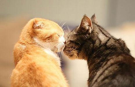 NO.13如何保障婚姻安全？听听离婚律师怎么说