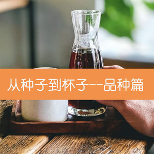 10 从种子到杯子—品种篇