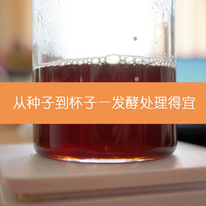 12 从种子到杯子—咖啡豆发酵处理得宜