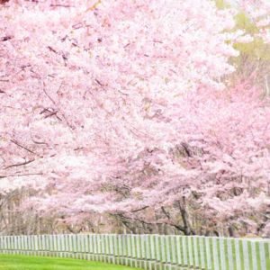 选曲 | 北海道的樱花季