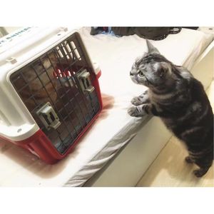 EP047 扛过了上海的两个月，没想到成都的两周把我击垮了