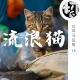 流浪猫该何去何从 | 切耳马后炮16