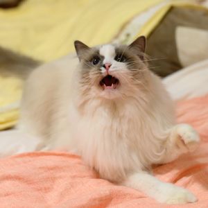 【河对岸057】与疫情、工作、世界搏斗的三月