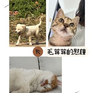 我开始理解为何当代年轻人都养猫了！