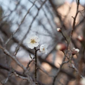 Vol.38 每月来信｜二月：读书、电影、跑步和梅花