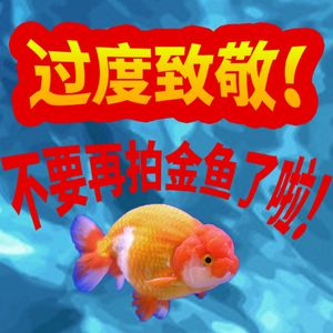 JUST CHILL｜过度致敬！？别拍金鱼啦啊啊啊啊啊！！！