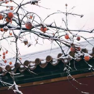 南北寒冷记忆-Vol.46