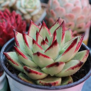 我的“肉欲”不需要控养