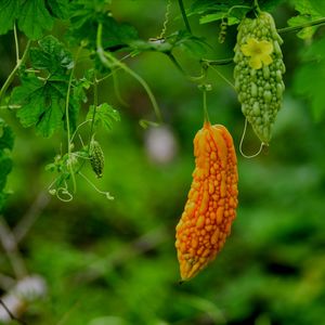 这个秋天 我收获了一地瓜