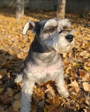 vol004 宠物庄园之牵好咱家狗子