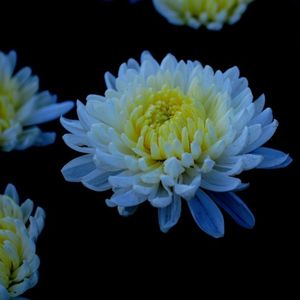 如果有机会 你想如何处置自己的遗体