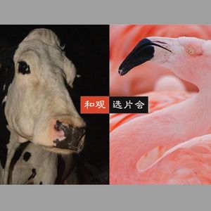 Vol.23 所以北影节是变成动物园了吗?