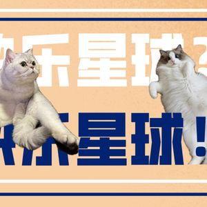 10.小jin: 养猫人的乐与乐